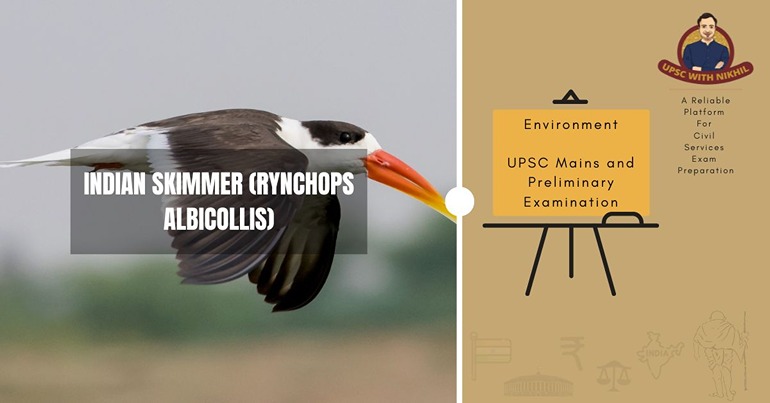 Indian Skimmer (Rynchops Albic