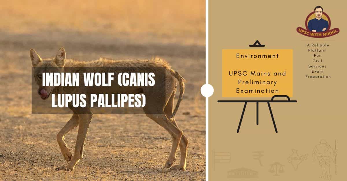 Indian Wolf (Canis Lupus Palli