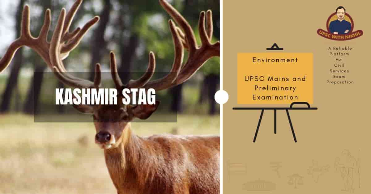 Kashmir Stag