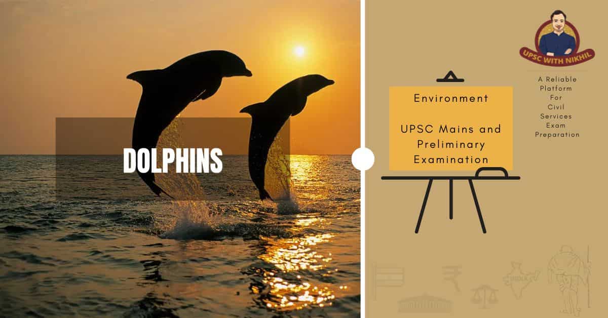 Dolphins