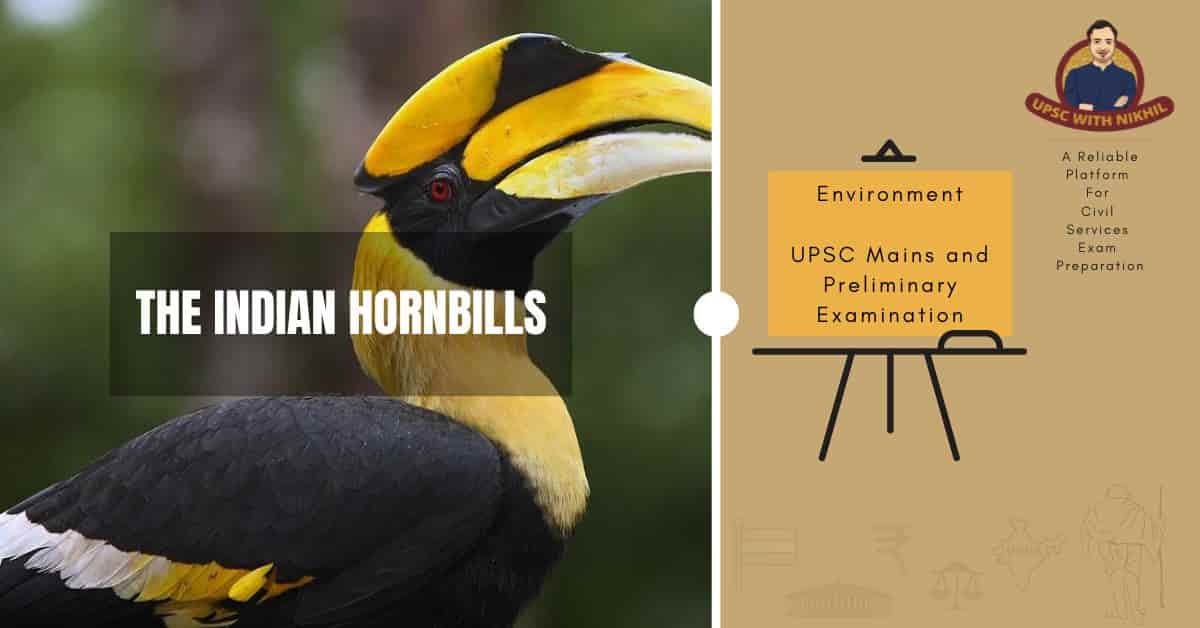 The Indian Hornbills