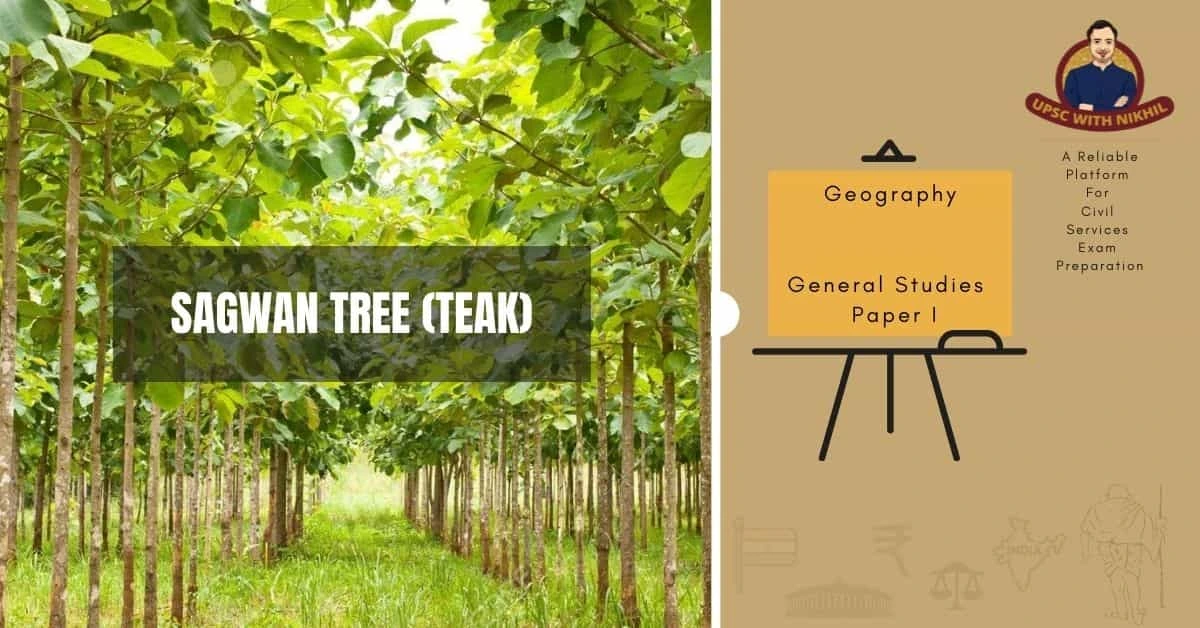 Sagwan Tree (Teak)