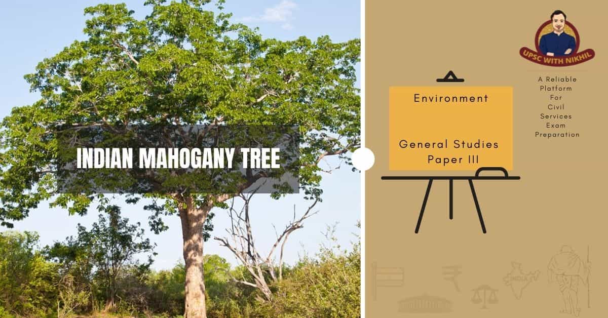 Indian Mahogany Tree