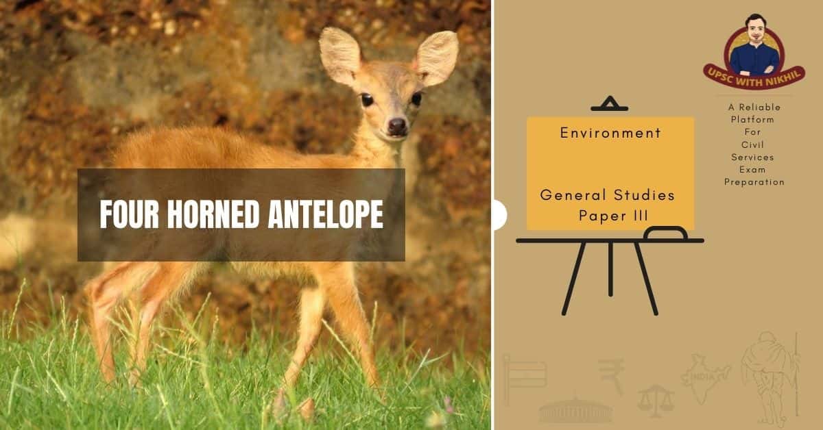 Four Horned Antelope