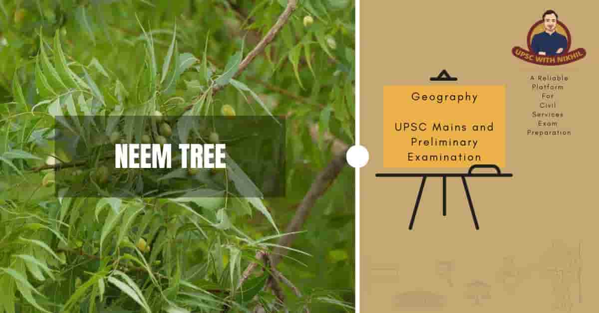 Neem Tree