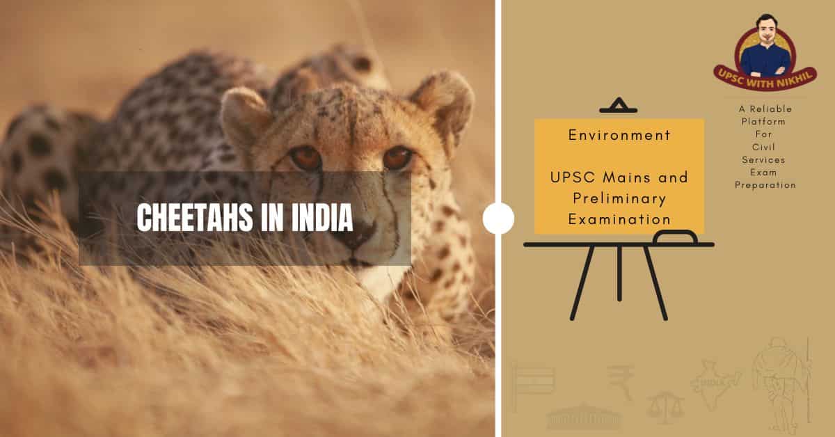 Cheetahs in India