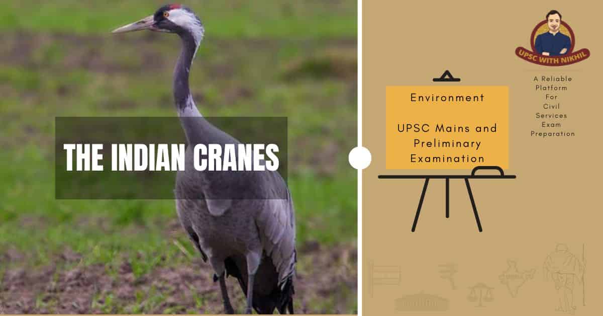 The Indian Cranes