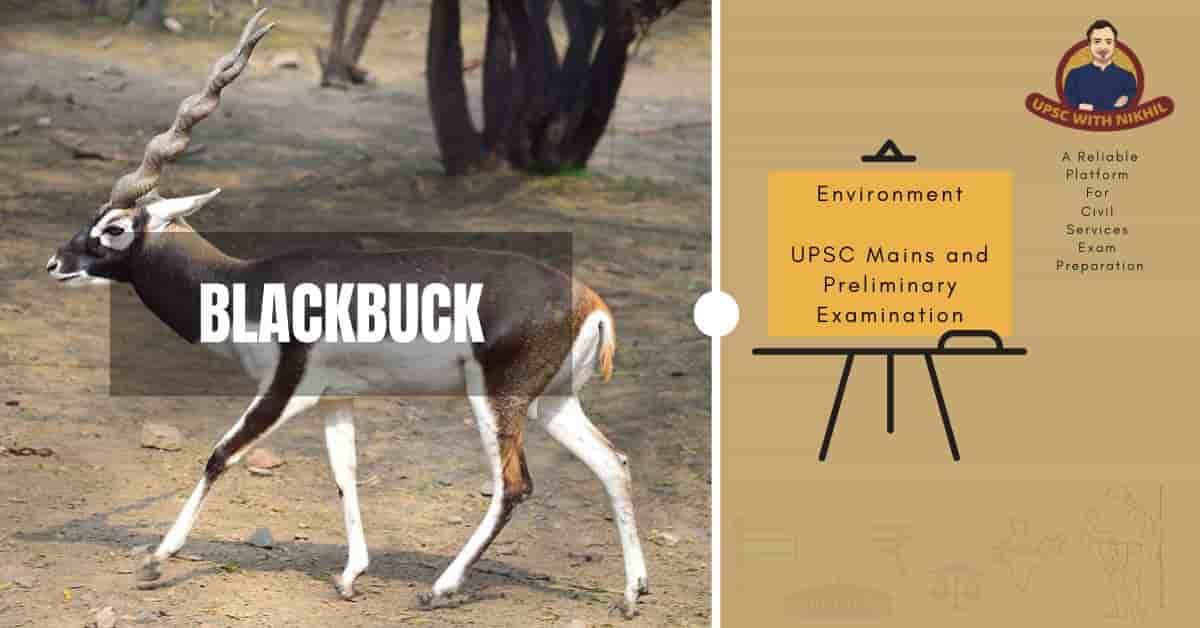 Blackbuck