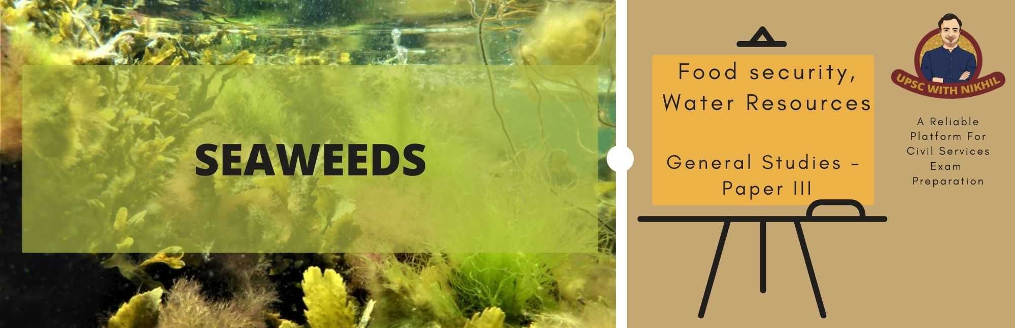 Seaweeds