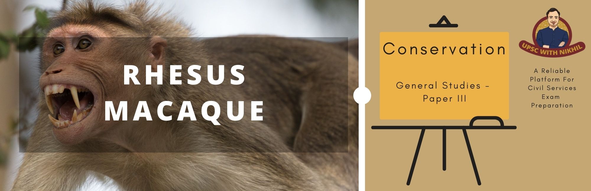 Rhesus Macaque