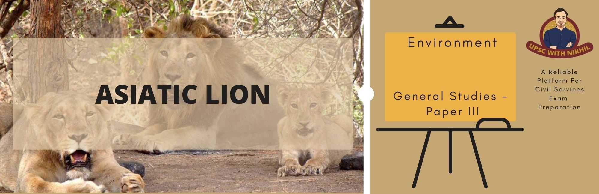 Asiatic Lion
