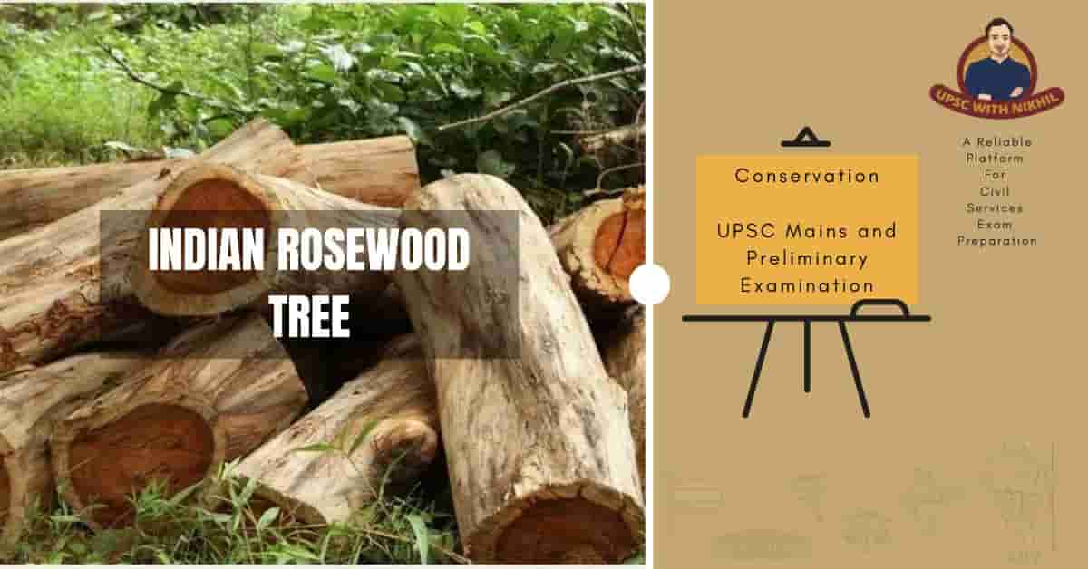 Indian Rosewood Tree