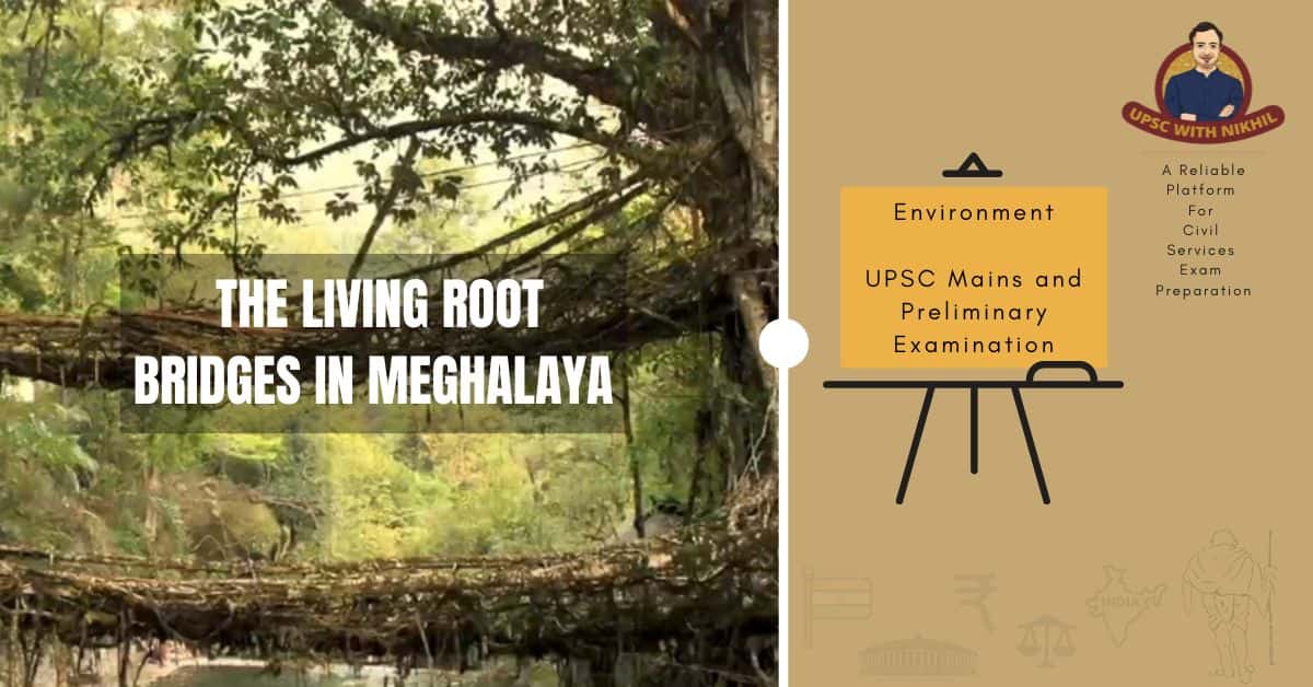 The Living Root Bridges In Meg