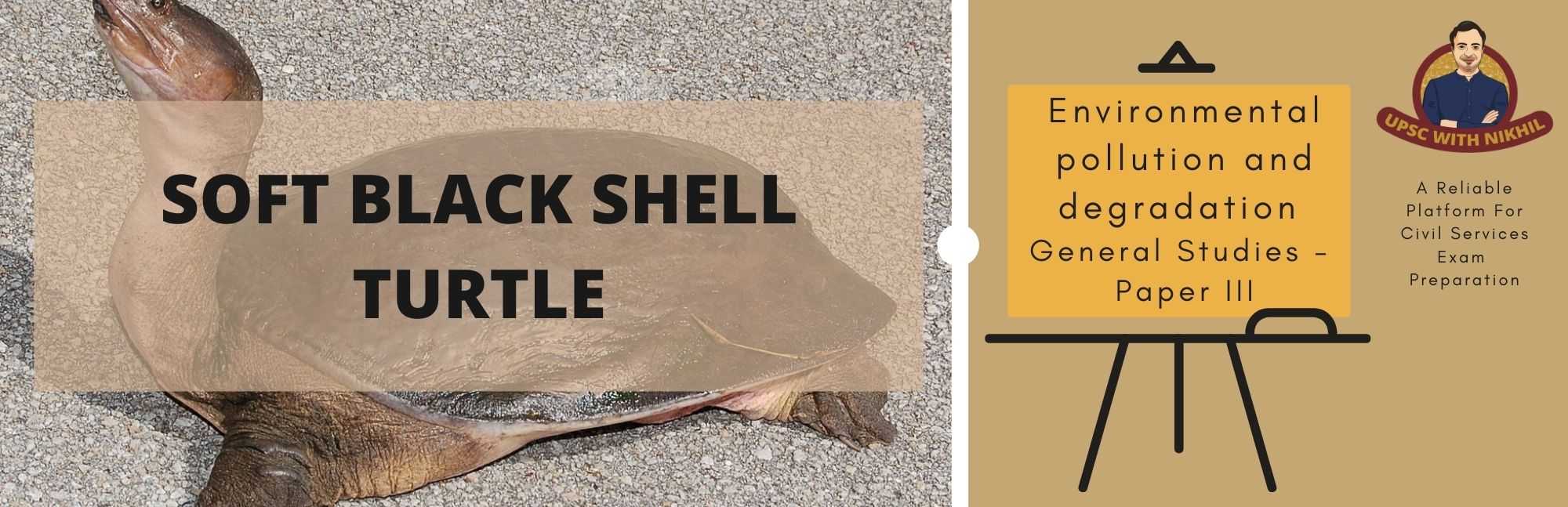 Black Softshell Turtle