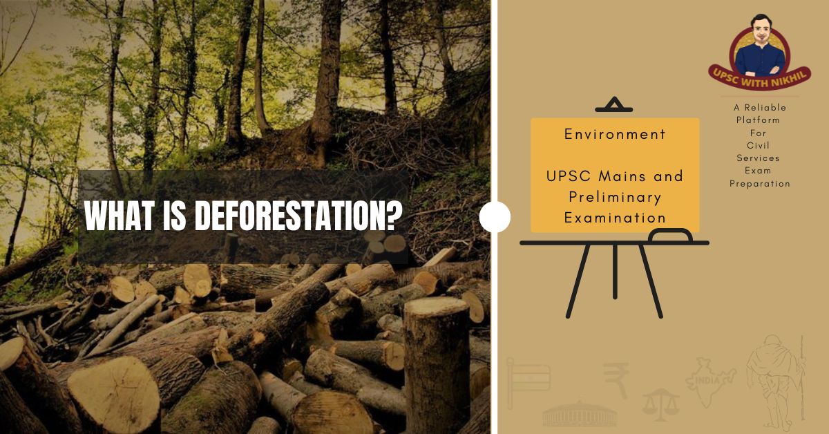 What Is Deforestation?